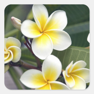 Sticker Carré Fleur frangipanienne Îles Cook
