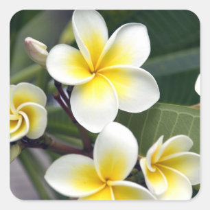 Sticker Carré Fleur frangipanienne Îles Cook
