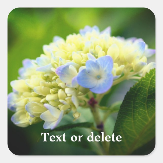 Sticker Carré Fleur Hydrangea douce personnalisée (Devant)