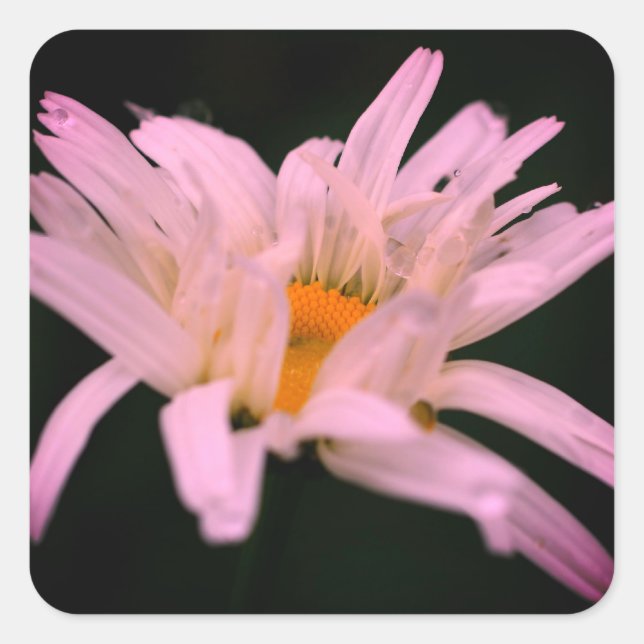 Sticker Carré Fleur marguerite blanche (Devant)