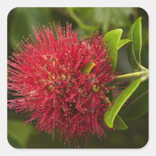 Sticker Carré Fleur Pohutukawa, Dunedin
