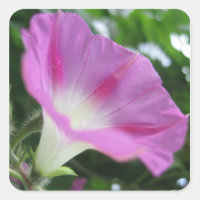 Fleur rose du matin