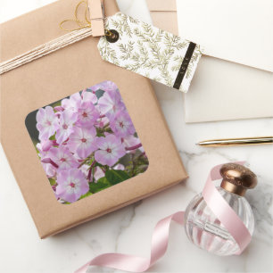 Sticker Carré Fleur rose Phlox, Photographie canadienne