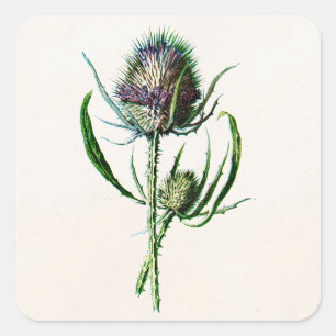 Sticker Carré Fleur sauvage de vieux chardon écossais du cru