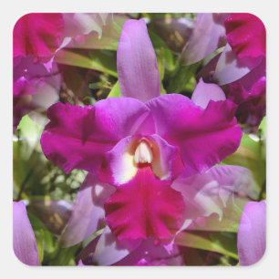 Sticker Carré Fleur tropicale d'orchidée de Cattleya