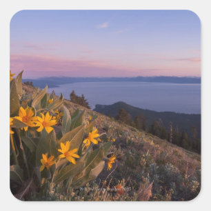 Sticker Carré Fleurs auriculaires jaunes au coucher du soleil