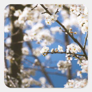 Sticker Carré Fleurs blanches devant un ciel blanc