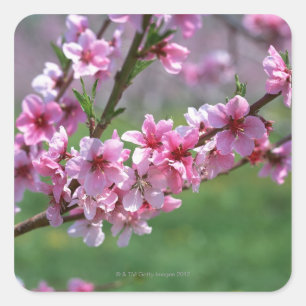 Sticker Carré Fleurs d'Apple