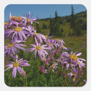 Sticker Carré Fleurs d'aster violettes au mont Rainier