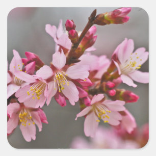 Sticker Carré Fleurs de cerisier japonaises roses sur un ciel gr