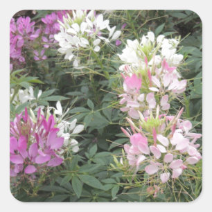Sticker Carré Fleurs de Clé rose et blanc