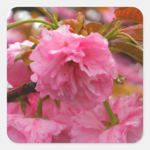 Sticker Carré Fleurs de fleurs de cerisier rose chaud