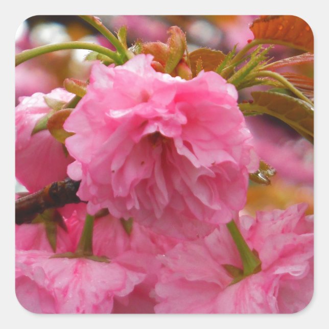 Sticker Carré Fleurs de fleurs de cerisier rose chaud (Devant)
