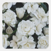 Fleurs de Gardenia