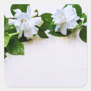 Sticker Carré Fleurs de Gardenia blanches