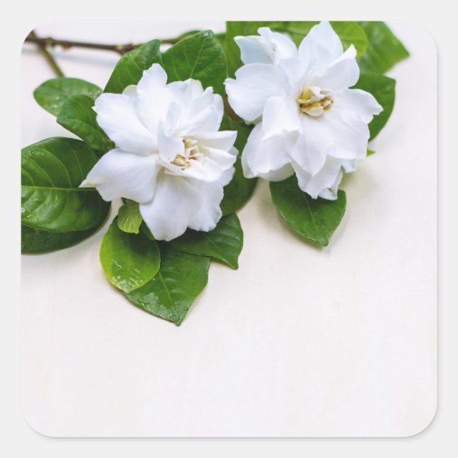 Sticker Carré Fleurs de Gardenia blanches (Devant)