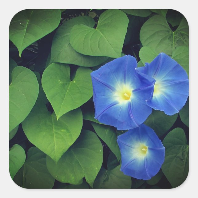 Sticker Carré Fleurs de gloire du matin bleu paradisiaque | (Devant)