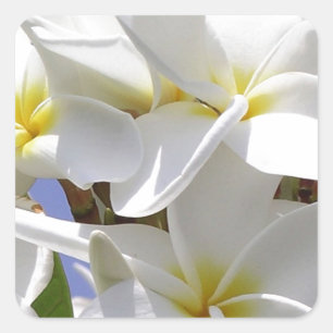Sticker Carré Fleurs de la Plumeria tropicale