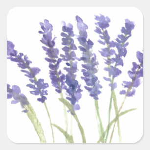 Sticker Carré Fleurs de lavande aquarelle herbes rustiques