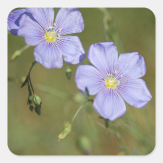 Sticker Carré Fleurs de lin sauvage 2