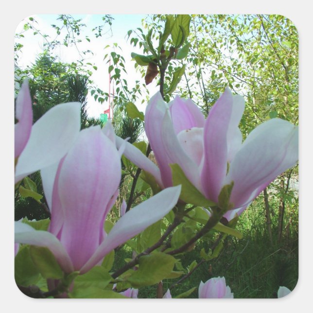 Sticker Carré fleurs de magnolia mauve (Devant)