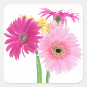 Sticker Carré Fleurs de marguerite de Gerbera