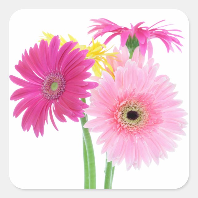 Sticker Carré Fleurs de marguerite de Gerbera (Devant)