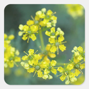 Sticker Carré Fleurs de Moutarde, Planche d'autocollants de 20, 
