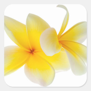 Sticker Carré Fleurs de Plumeria Frangipani jaune blanc hawaïen