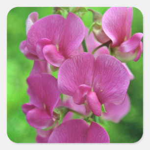Sticker Carré Fleurs de pois doux roses