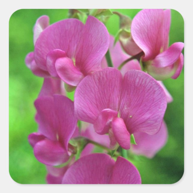 Sticker Carré Fleurs de pois doux roses (Devant)