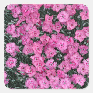 Sticker Carré Fleurs de willim rose