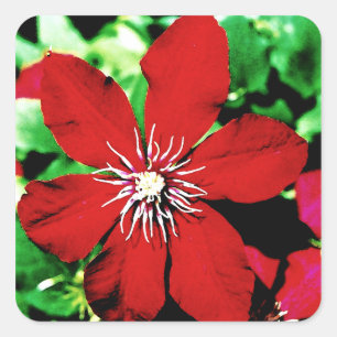 Sticker Carré Fleurs d'Escalades Clematis rouges