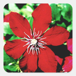 Sticker Carré Fleurs d'Escalades Clematis rouges
