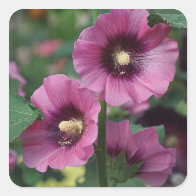 Sticker Carré Fleurs d'hibiscus pourpres (Devant)