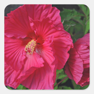 Sticker Carré Fleurs d'hibiscus roses