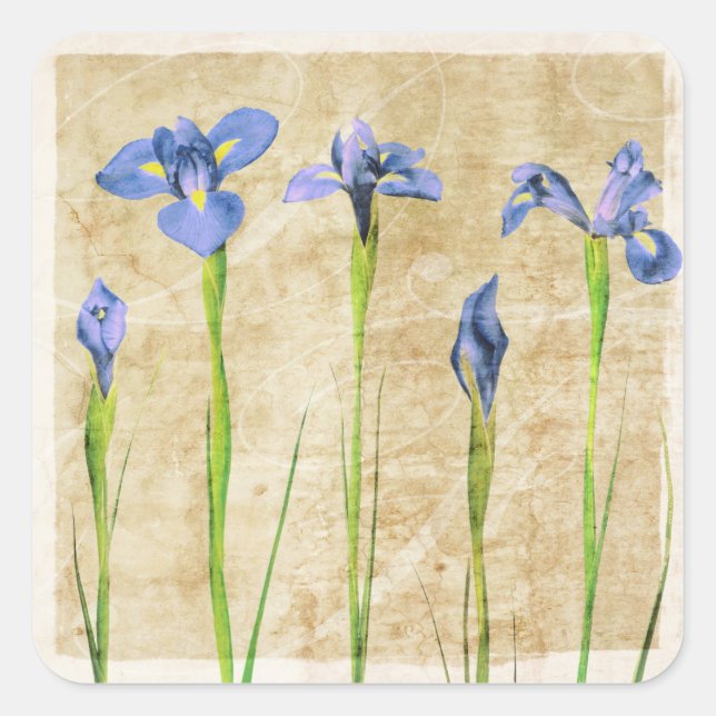 Sticker Carré Fleurs d'Iris bleu violet Brown Arrière - plan Flo (Devant)