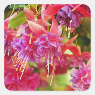 Sticker Carré Fleurs fuschia roses et violettes