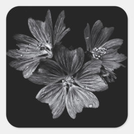 Sticker Carré Fleurs jardins En Noir Et Blanc No 11