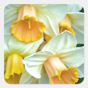 Sticker Carré Fleurs jaunes de jonquille