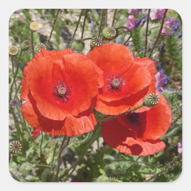 STICKER CARRÉ FLEURS POPPY (Devant)