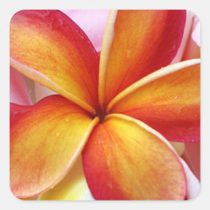Sticker Carré Fleurs rouges jaunes d'Hawaï de Frangipani de