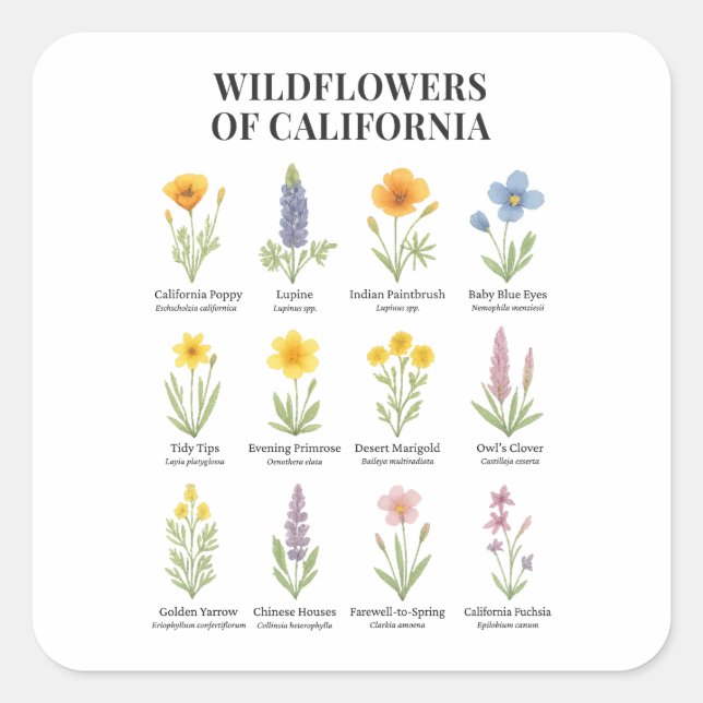Sticker Carré Fleurs sauvages de Californie - Aquarelle botaniqu (Devant)