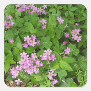 Sticker Carré Fleurs sauvages de printemps rose délicats