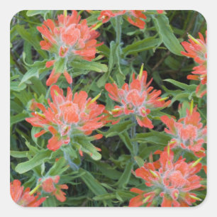 Sticker Carré Fleurs sauvages indiens de pinceaux dans la multit