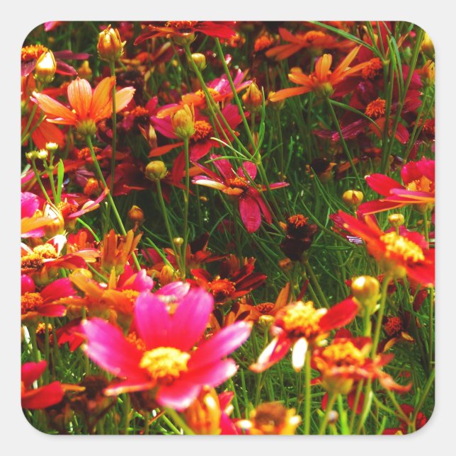 Sticker Carré Fleurs sauvages rose et jaune pâle (Devant)
