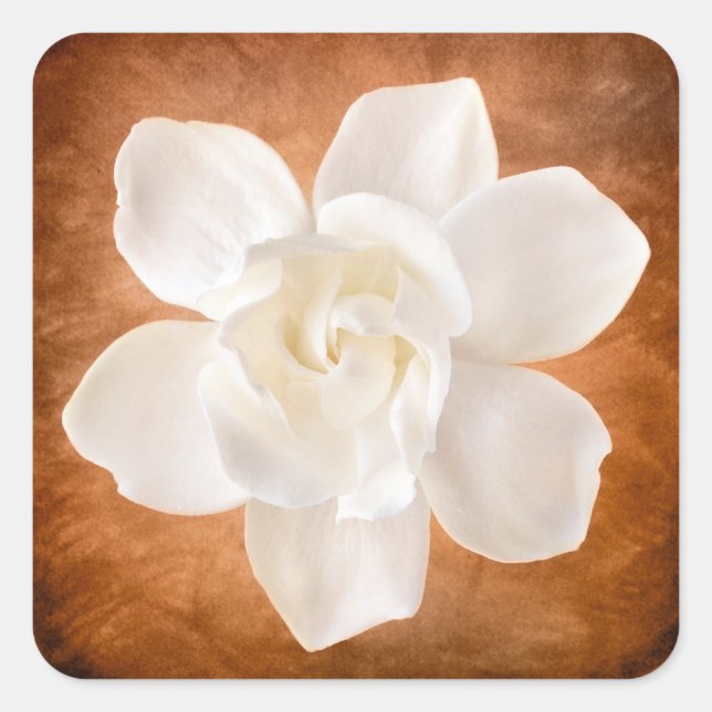 Sticker Carré Floral de fleurs de Gardenia blanches (Devant)