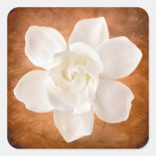 Sticker Carré Floral de fleurs de Gardenia blanches