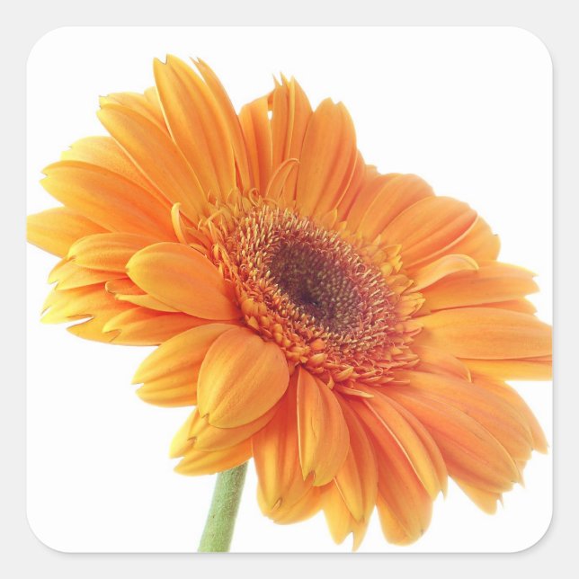 Sticker Carré Floral Orange Gerbera Daisy Fleur de mariage (Devant)