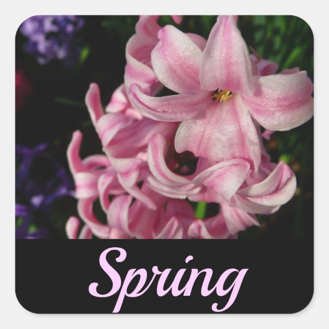 Sticker Carré Floral Pink Hyacinth (Devant)